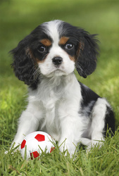 Puzzle 3 x 48 el. Najsłodsze zwierzątka