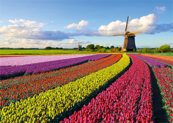 Puzzle 1000 el. PC Pole tulipanów