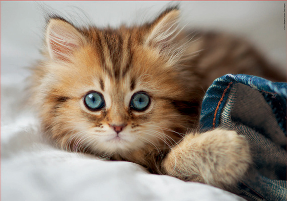 Puzzle 200 el. Mały kotek