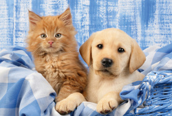 Puzzle 3 x 48 el. Najsłodsze zwierzątka