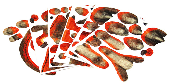 Puzzle 3D Dinozaury - Welociraptor 64 el.