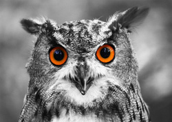 Puzzle 1000 el. Ciekawska sowa