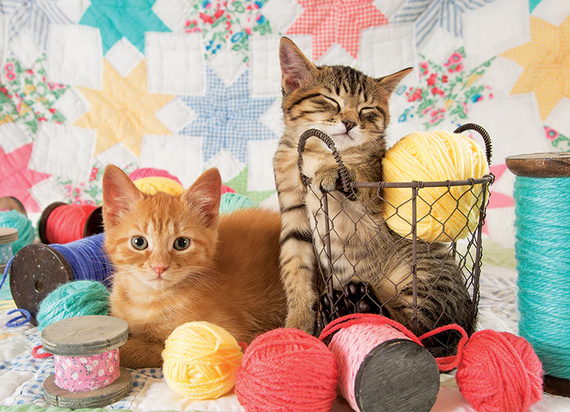 Puzzle 1000 el. Urocze kociaki