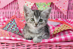 Puzzle 3 x 48 el. Najsłodsze zwierzątka