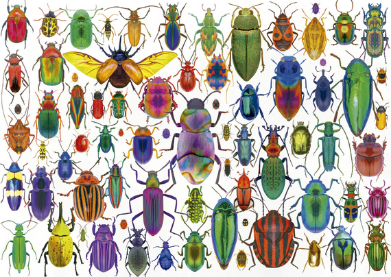 Puzzle 500 el. Kolorowe owady